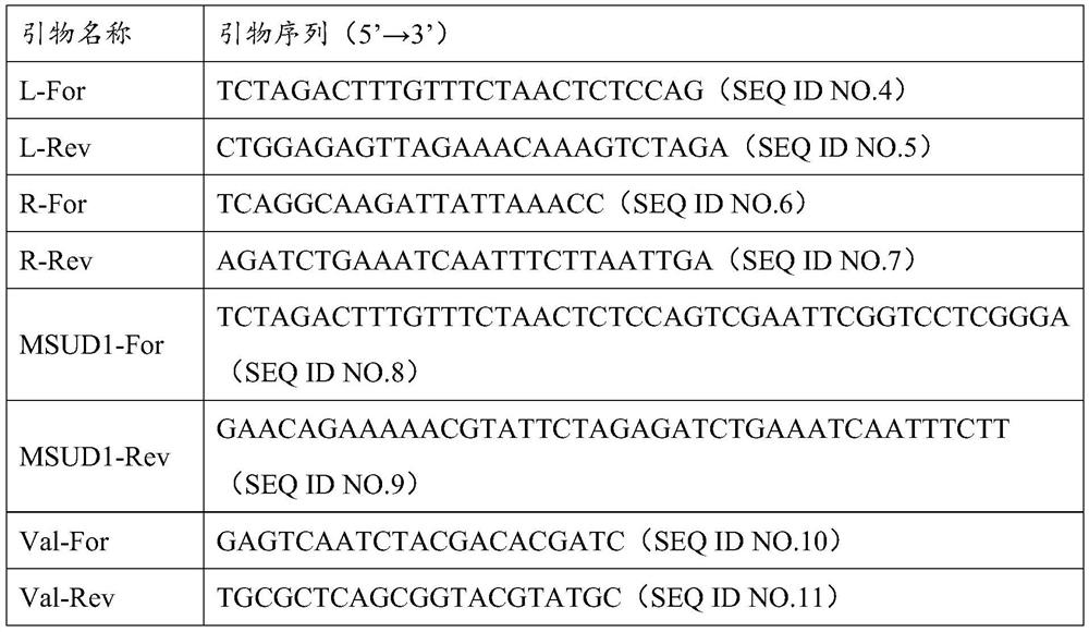 Engineering bacterium for converting branched chain amino acid and application of engineering bacterium in preparation of product for treating maple sugar urine