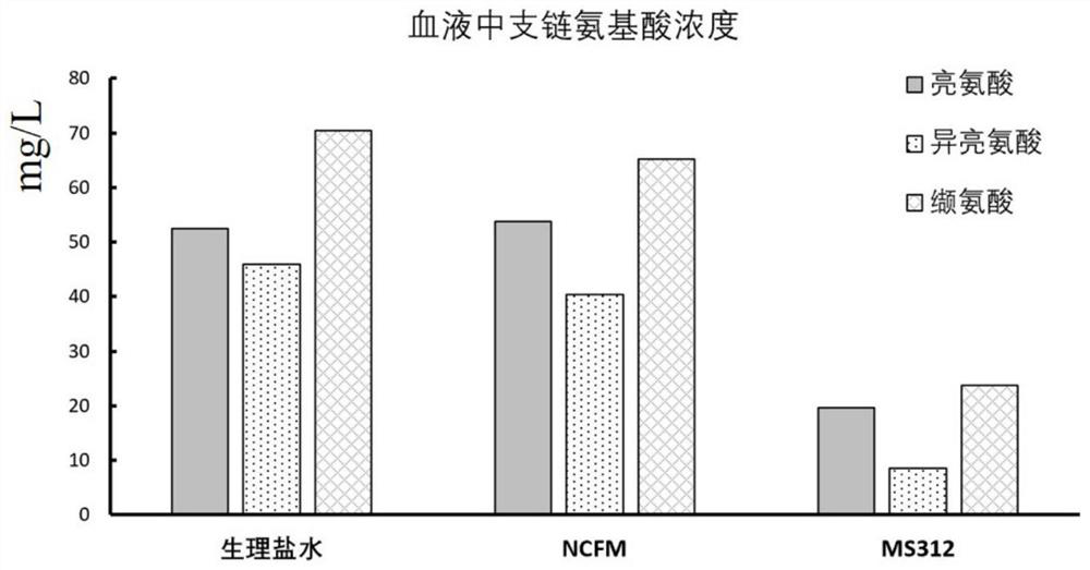 Engineering bacterium for converting branched chain amino acid and application of engineering bacterium in preparation of product for treating maple sugar urine