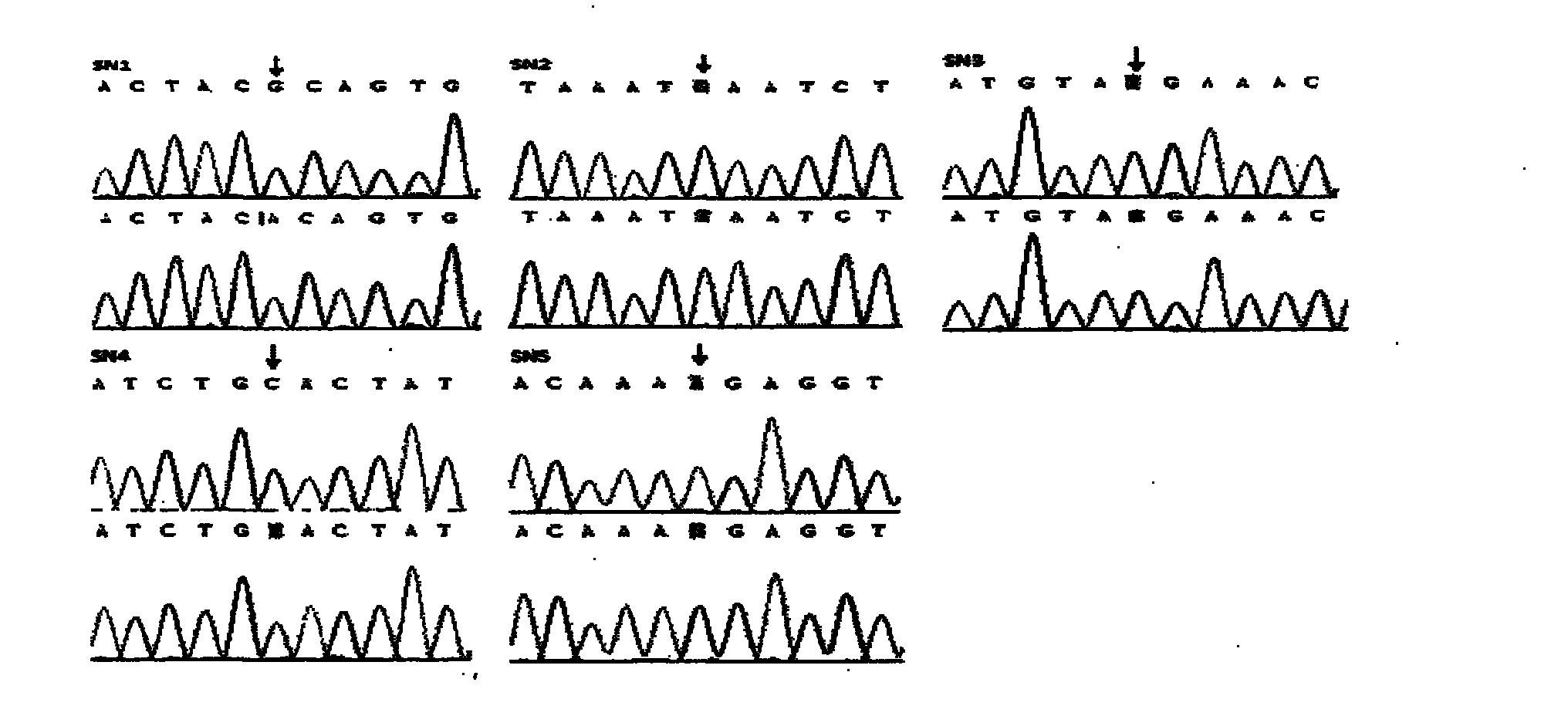 SNPs (Single nucleotide polymorphisms) sites of SPAG6 (Sperm associated antigen 6) gene for screening chicken with excellent sperm quality, heplotype composition thereof and application of heplotype composition