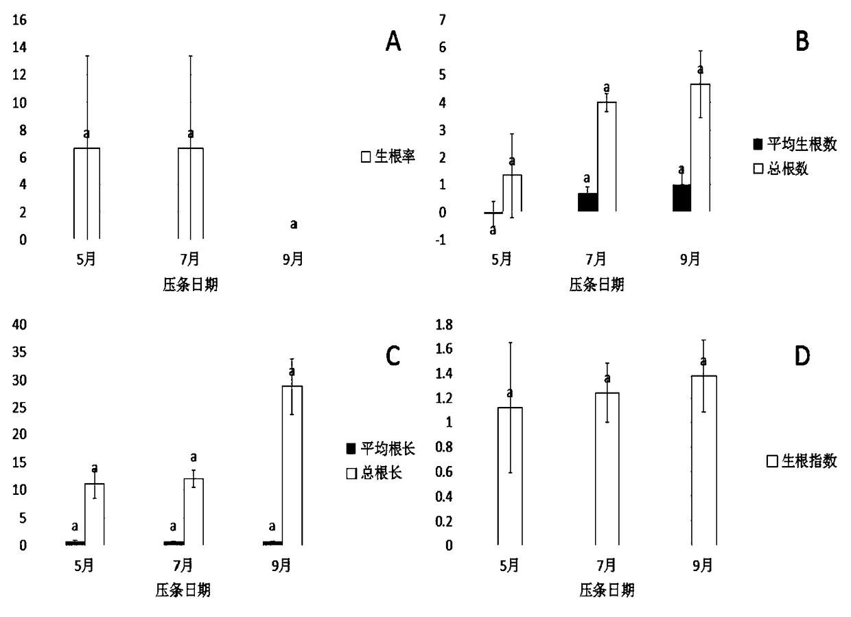 Air layering based ixora chinensis water culture method