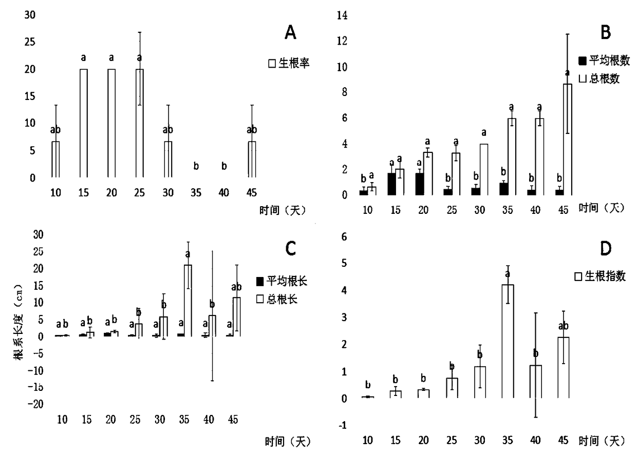 Air layering based ixora chinensis water culture method