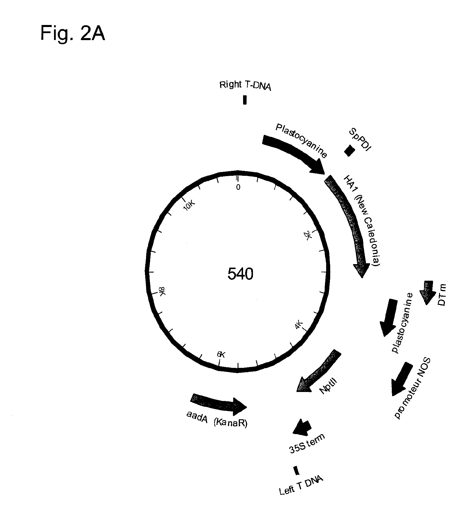 Influenza virus-like particles (VLPS) comprising hemagglutinin