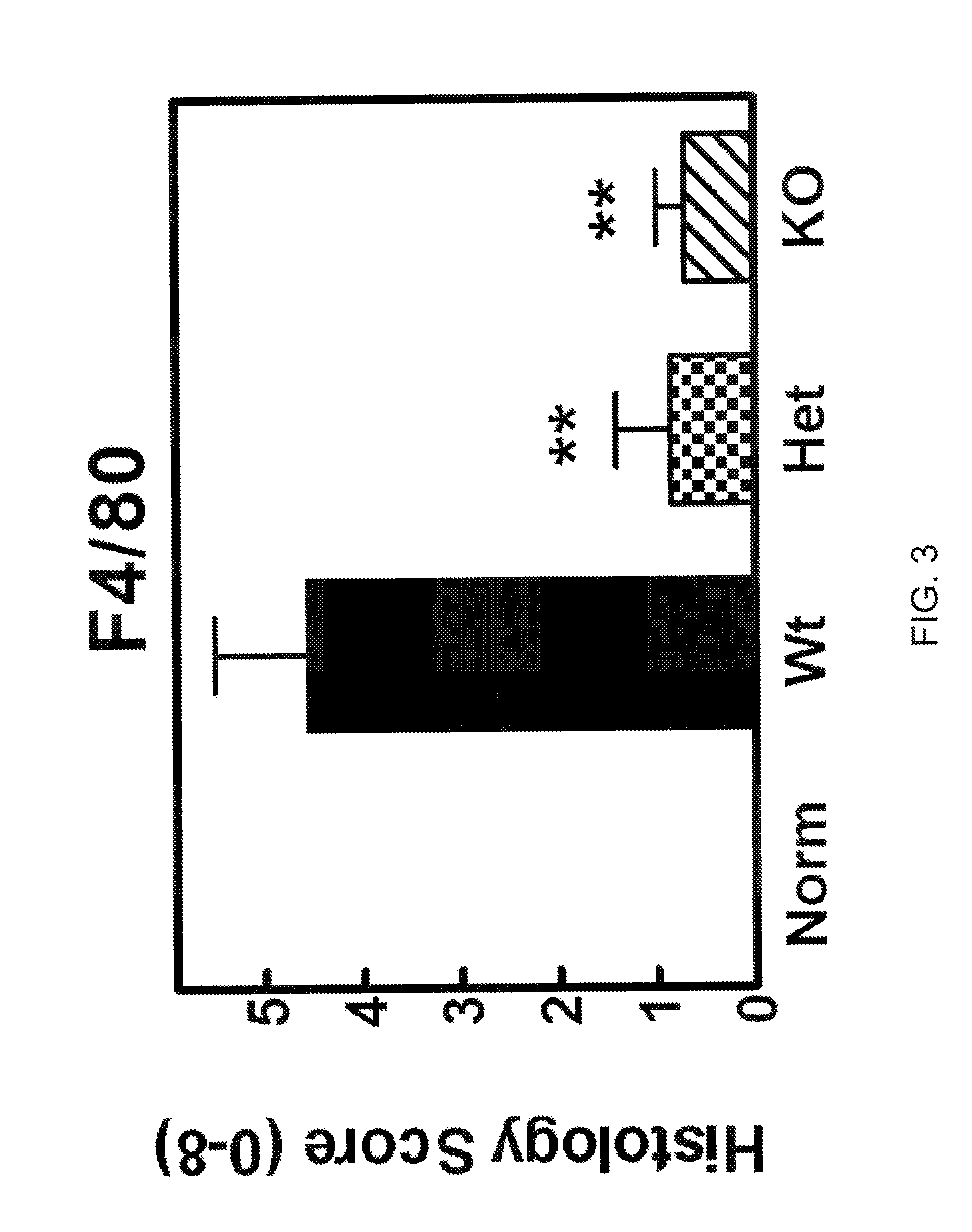 Neutralizing anti-CCL20 antibodies