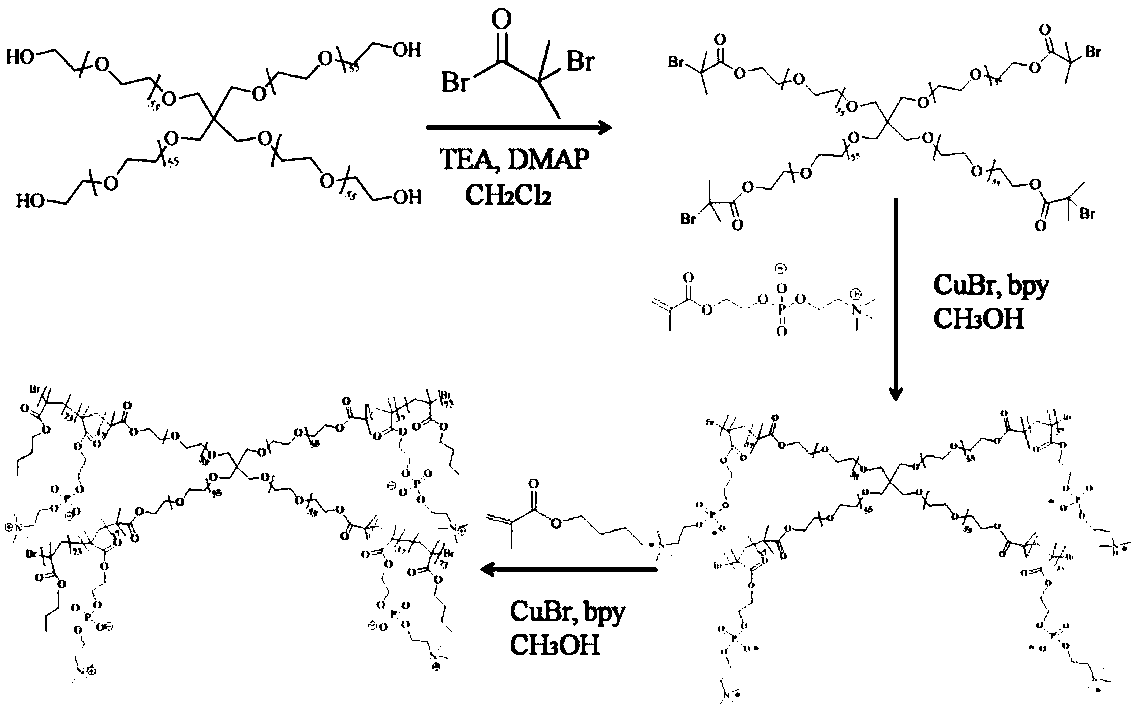 Star polymer drug carrier and preparation method thereof