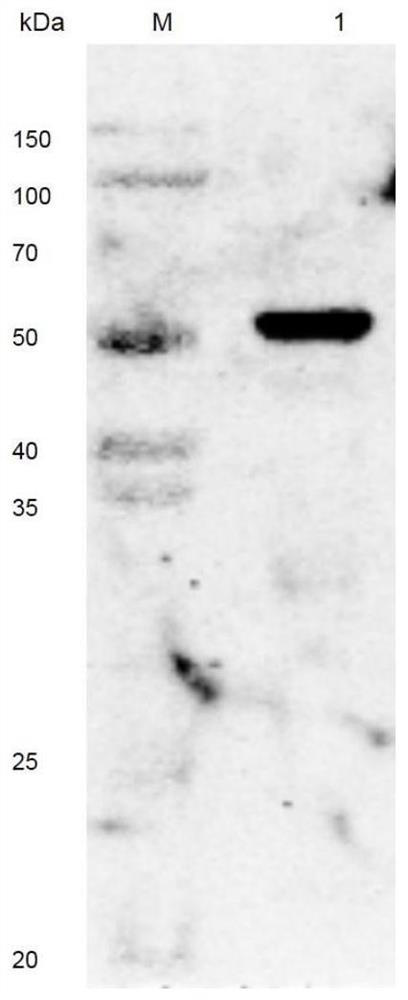 Amine oxidase ASAO, preparation method and application