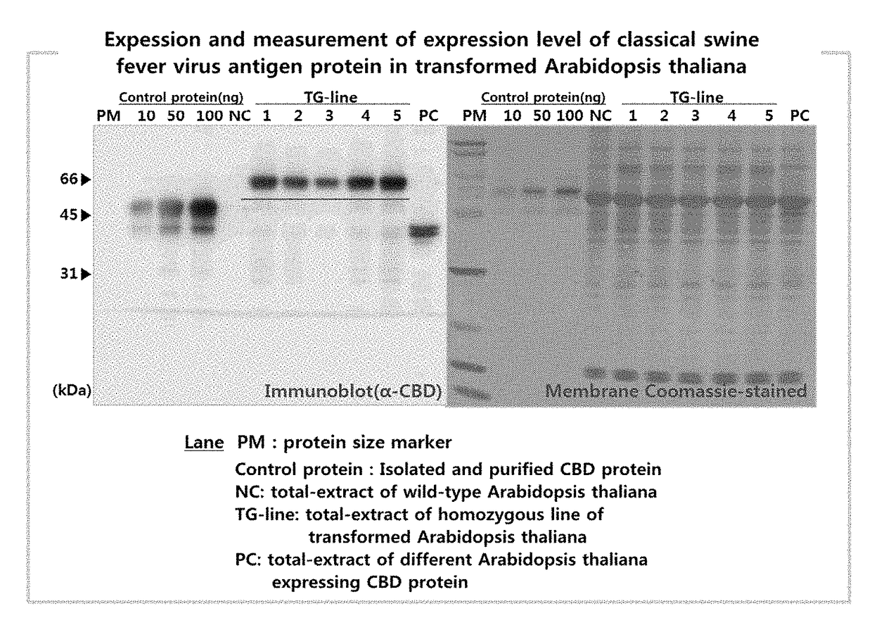 Vaccine composition for classical swine fever from plant and manufacturing method thereof