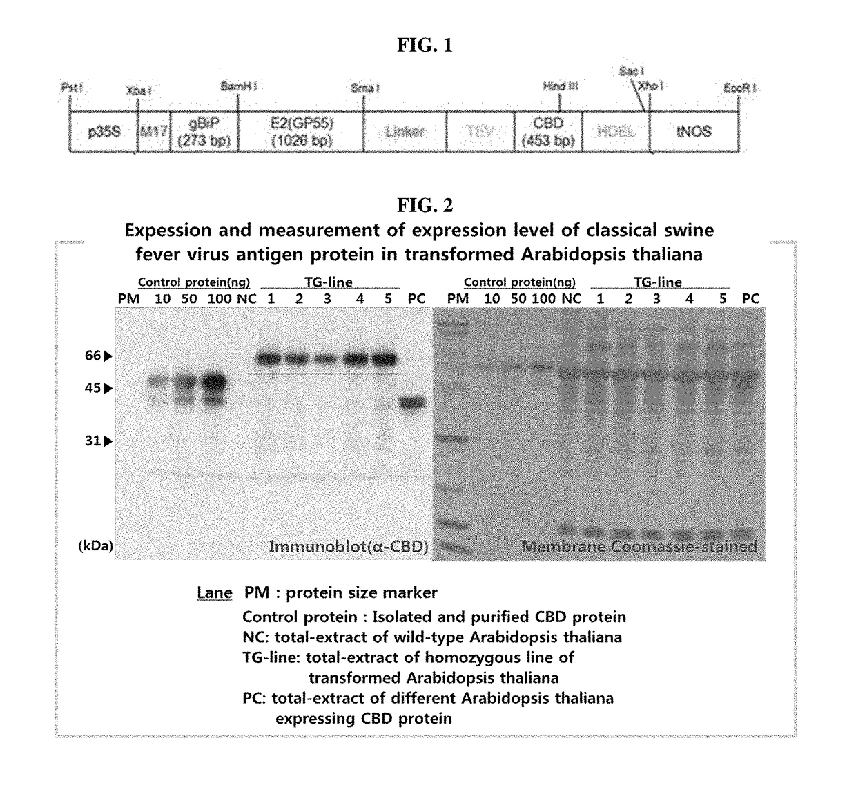 Vaccine composition for classical swine fever from plant and manufacturing method thereof