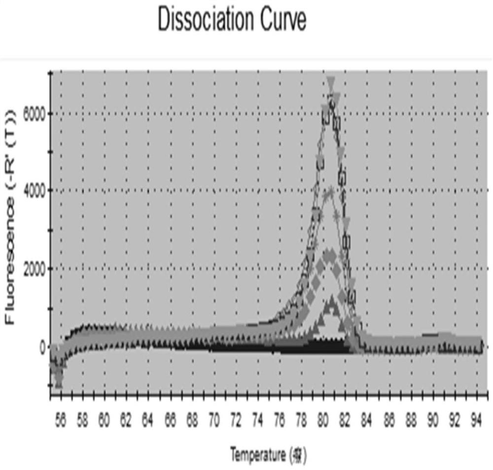 Primer and kit for detecting peripheral blood circulation microRNA related to lung cancer diagnosis and treatment