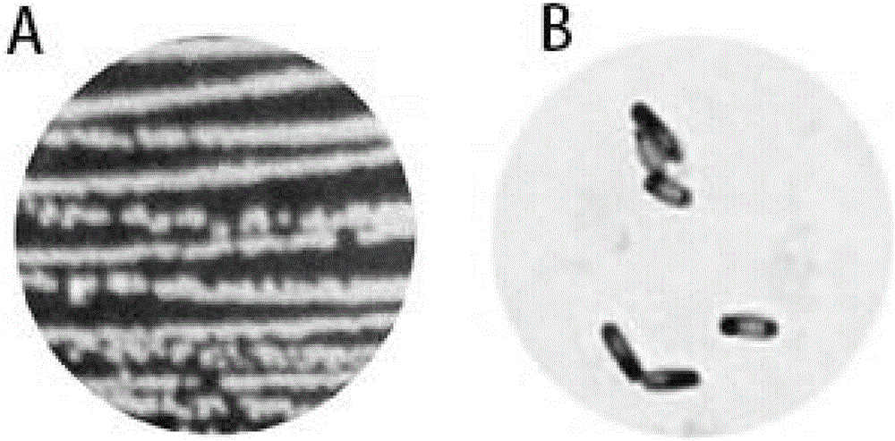 Method for producing surfactin by applying bacillus amyloliquefaciens