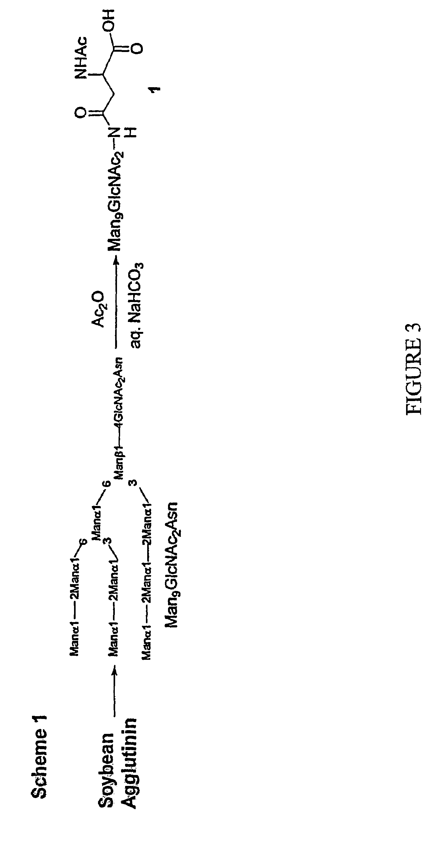 Carbohydrate-based synthetic vaccines for HIV