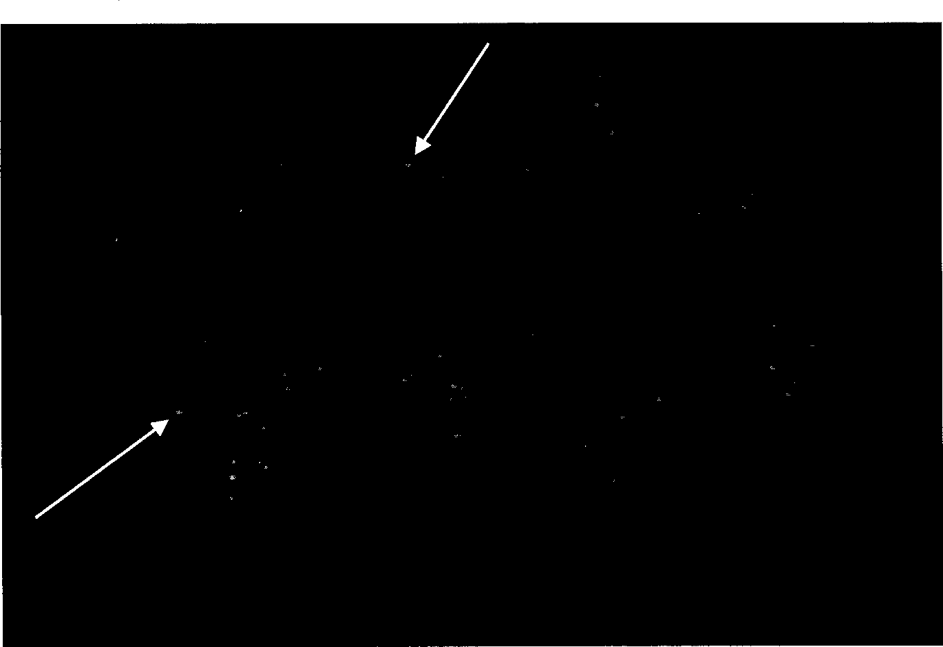 Perultimate chromomere marker of cotton chromosome fluorescent in situ hybridization and use thereof