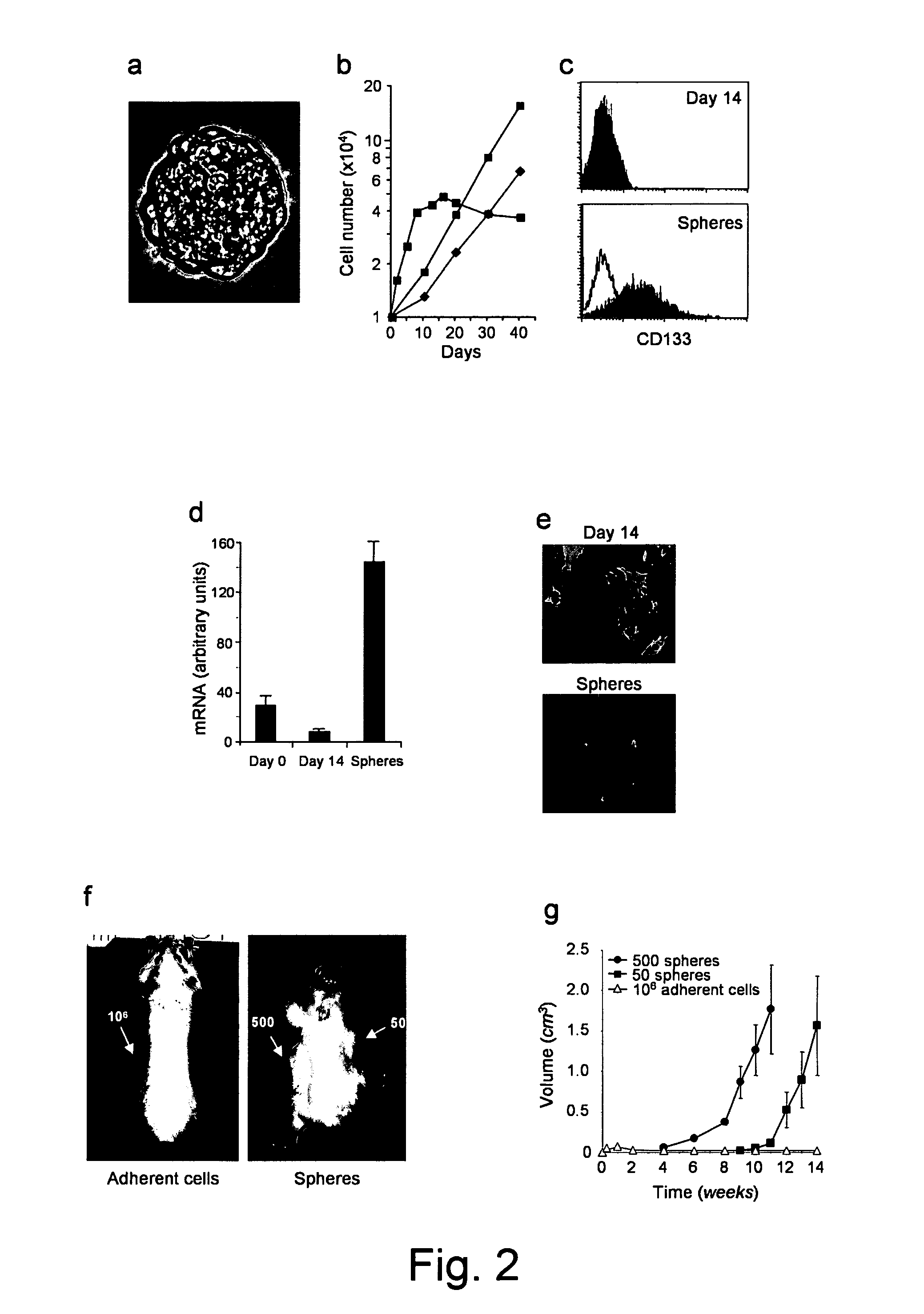 Digestive System Cancer Stem Cells and Tests and Uses Therefor