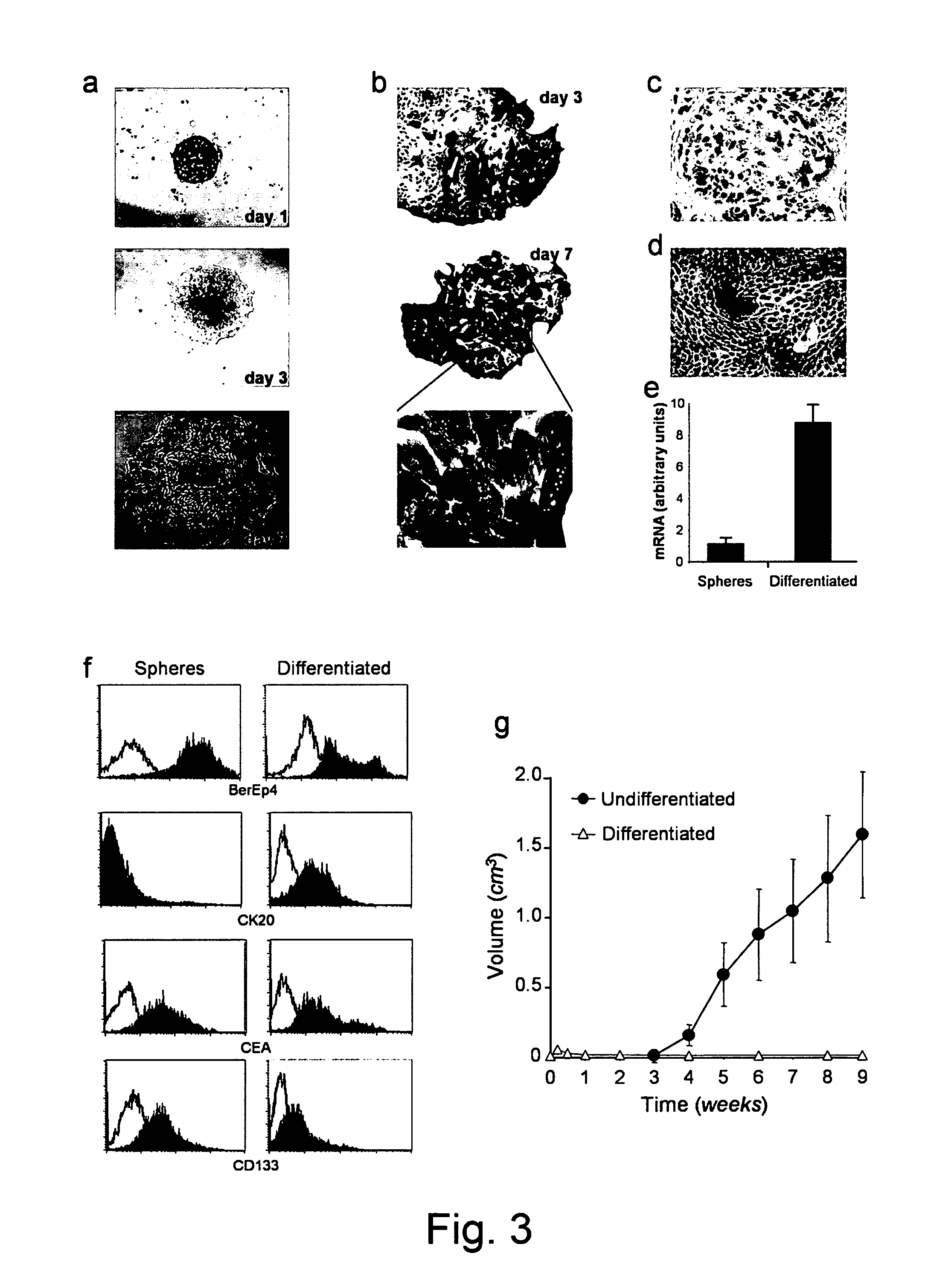 Digestive System Cancer Stem Cells and Tests and Uses Therefor