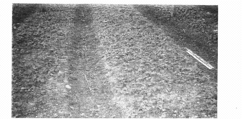 Method for direct sowing and seedling of yellow ginger seeds and nutrient solution thereof