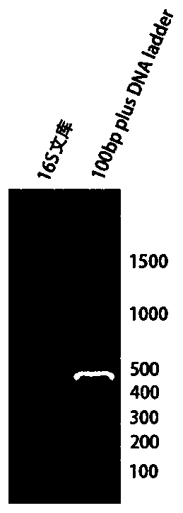 Joint element for 16S rDNA variable-zone quantitative sequencing library construction and library construction method