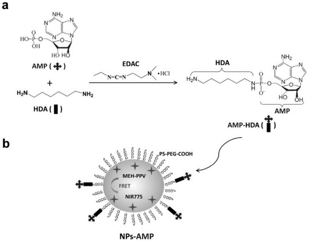 Construction and application of adenosine 5'-monophosphate mediated nano transmission system for target tumor