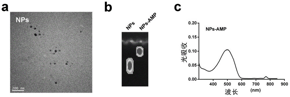 Construction and application of adenosine 5'-monophosphate mediated nano transmission system for target tumor