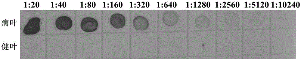 Hybridoma cell strain capable of secreting anti-Southern-bean-mosaic-virus monoclonal antibody and application of monoclonal antibody thereof