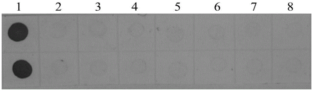 Hybridoma cell strain capable of secreting anti-Southern-bean-mosaic-virus monoclonal antibody and application of monoclonal antibody thereof