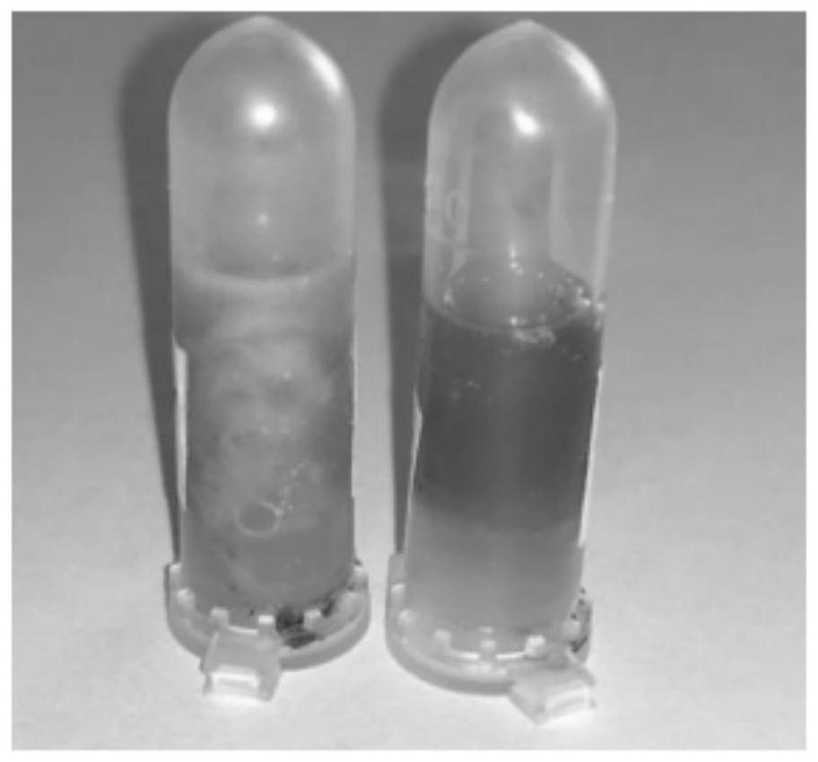 Method for extracting nucleic acid of endangered semi-mangrove plant Hernandia nymphaeifolia