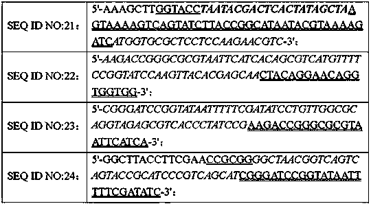 Construction method of a recombinant silkworm plasmopolyhedrosis virus expressing red fluorescent protein