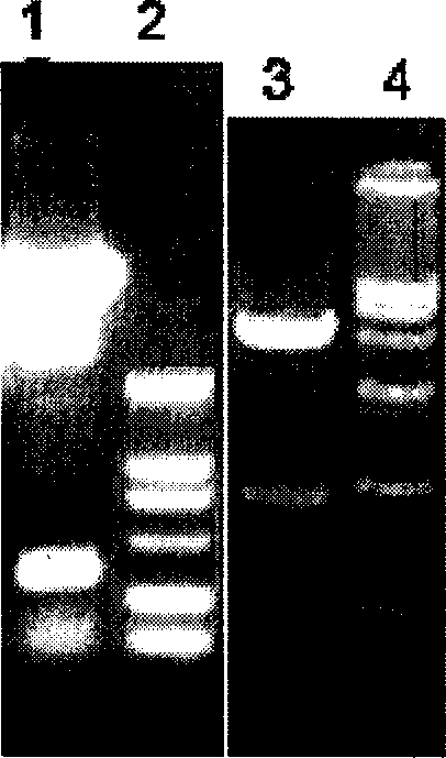 Novel use of thymosin alpha protogene