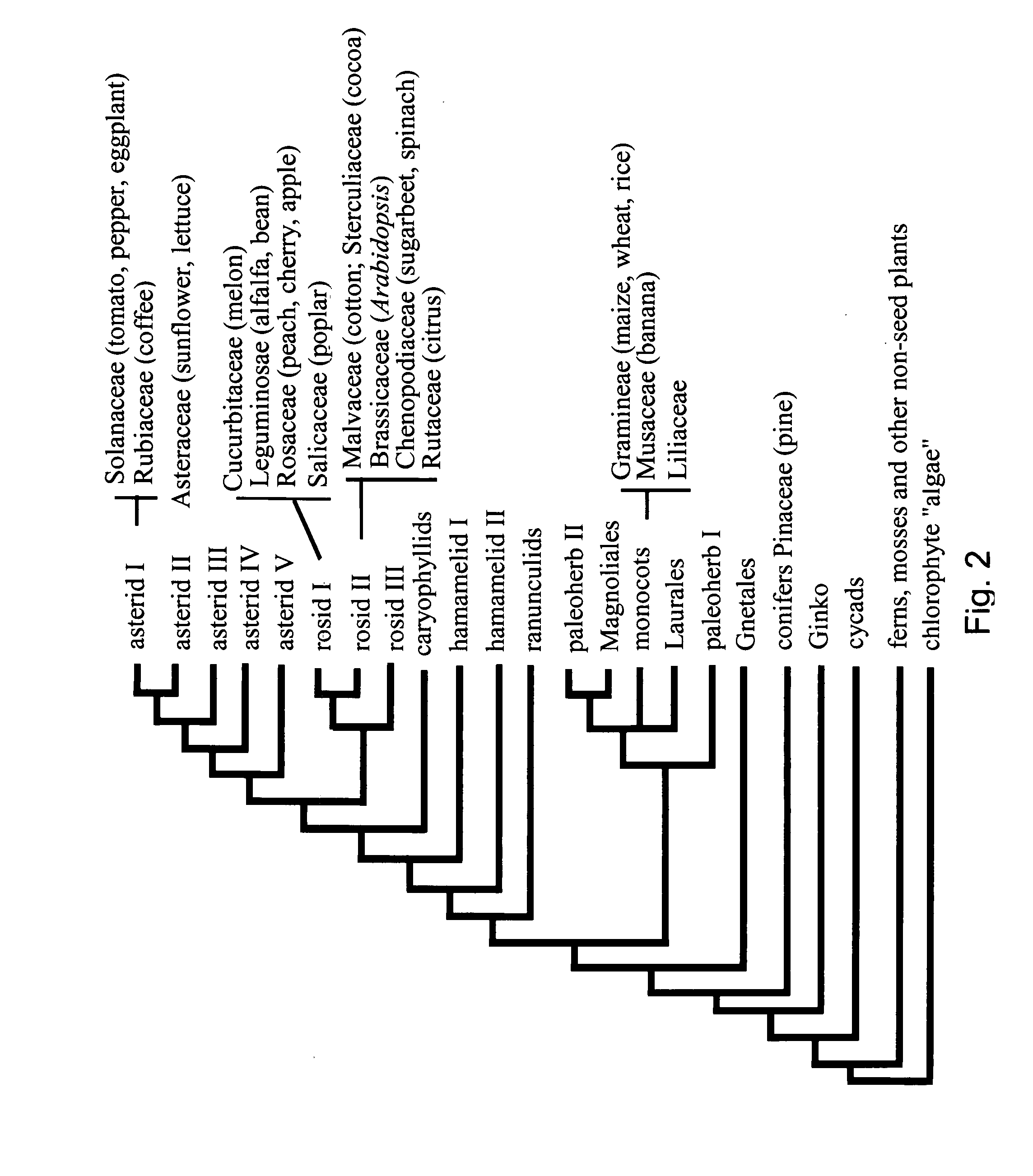 Plants with improved water deficit and cold tolerance