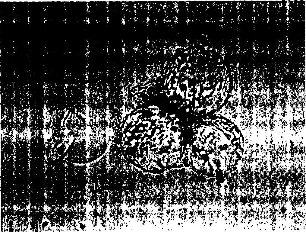 Method for 3D cultivating and inducing stem cell of mesenchyme of bone marrow and chondroblast