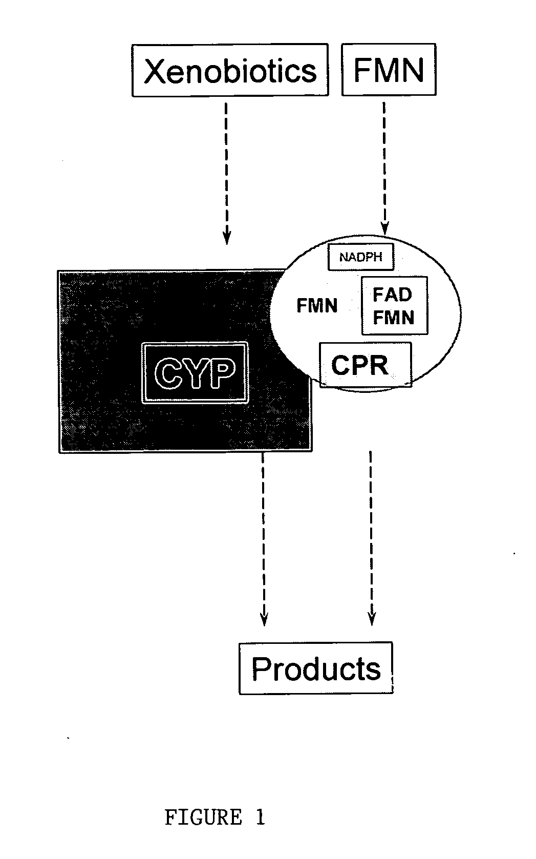 Cytochrome P450 enzyme complexes and methods of treatment using the same