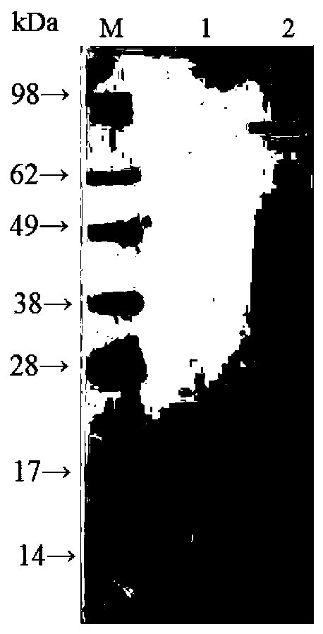 Clostridium perfringens beta toxin recombinant subunit vaccine and production method thereof