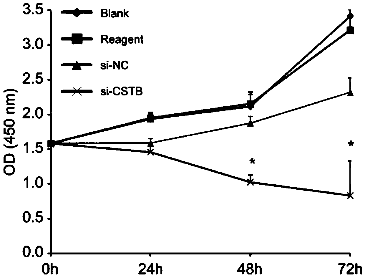 SiRNA molecule against human cysteine proteinase inhibitor B (CSTB) and application thereof