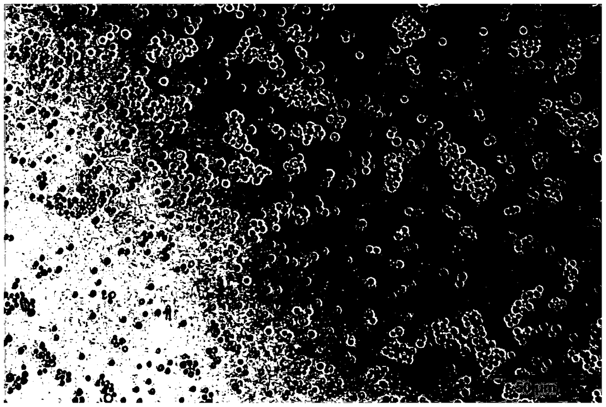 A strain of Debaryoyces hansenii strain and its application