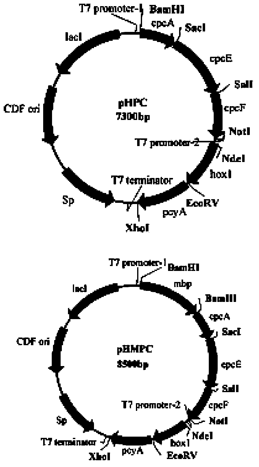 Nanograde biocomposite and applications thereof