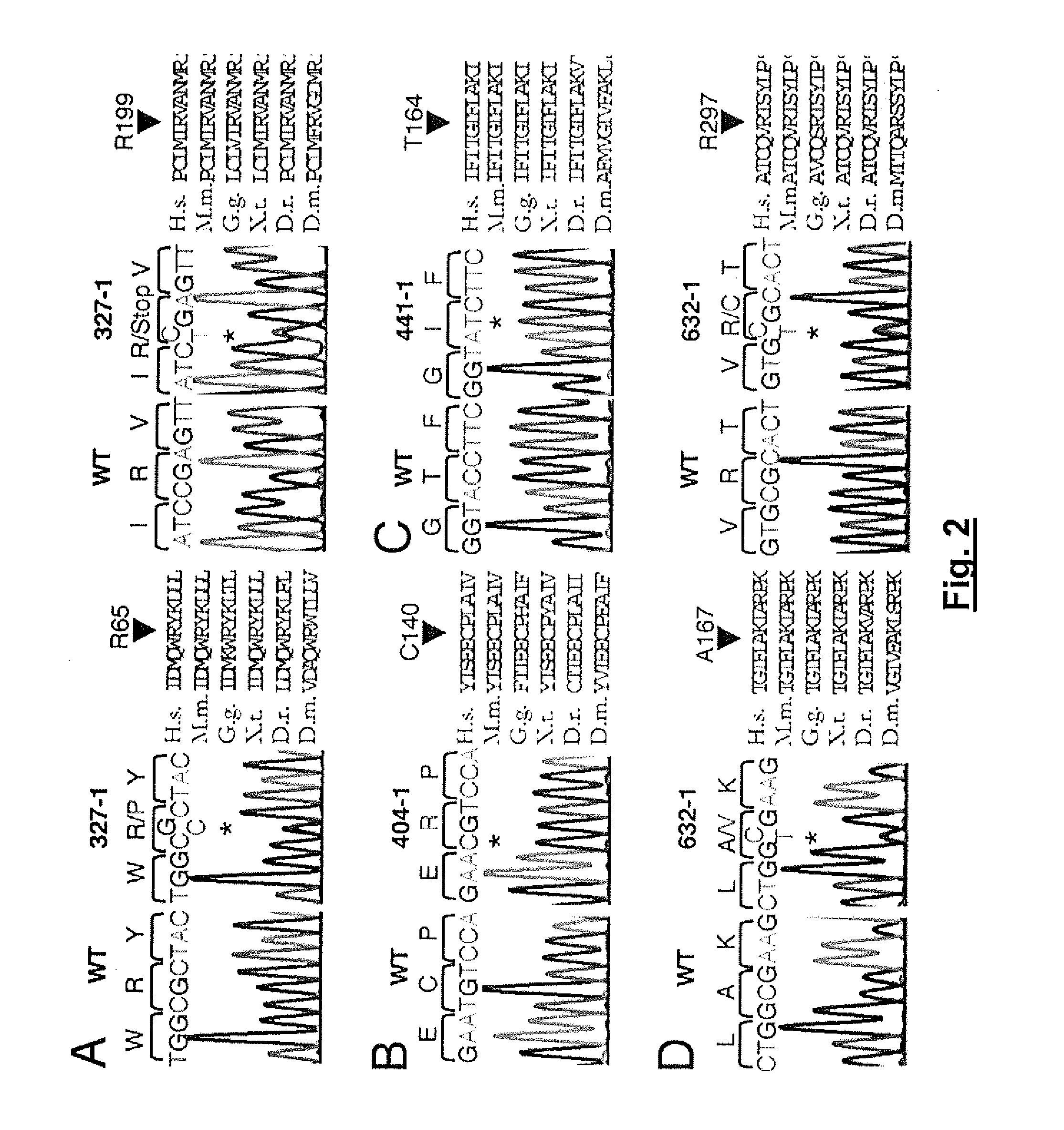 Loss of Function mutations in KCNJ10 cause SeSAME, a human syndrome with sensory, neurological, and renal deficits