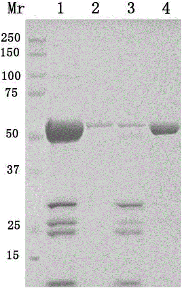 Method for preparing human papilloma virus (HPV) L1 protein virus-like particles (VLP)