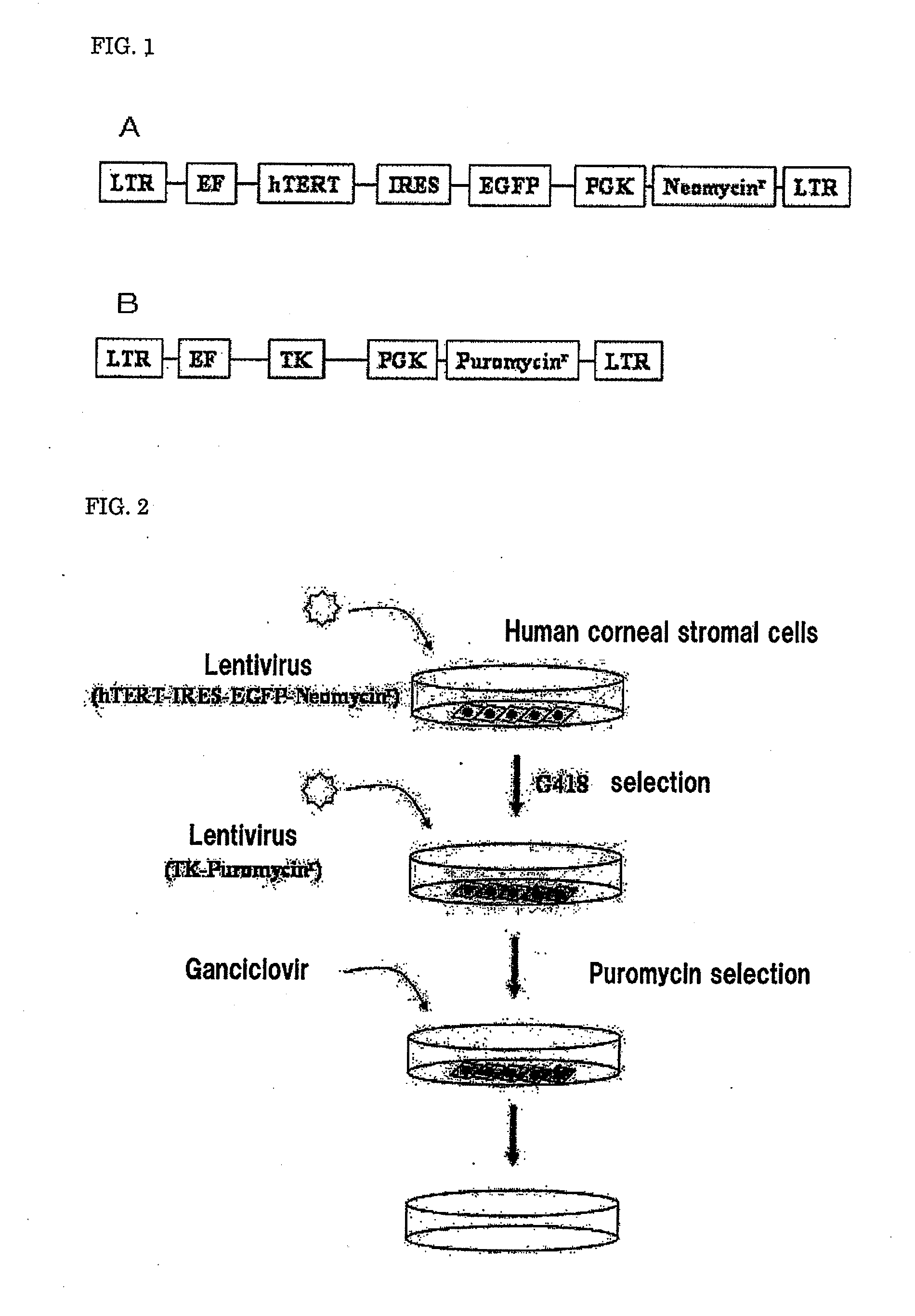 Feeder cells for target cell induction