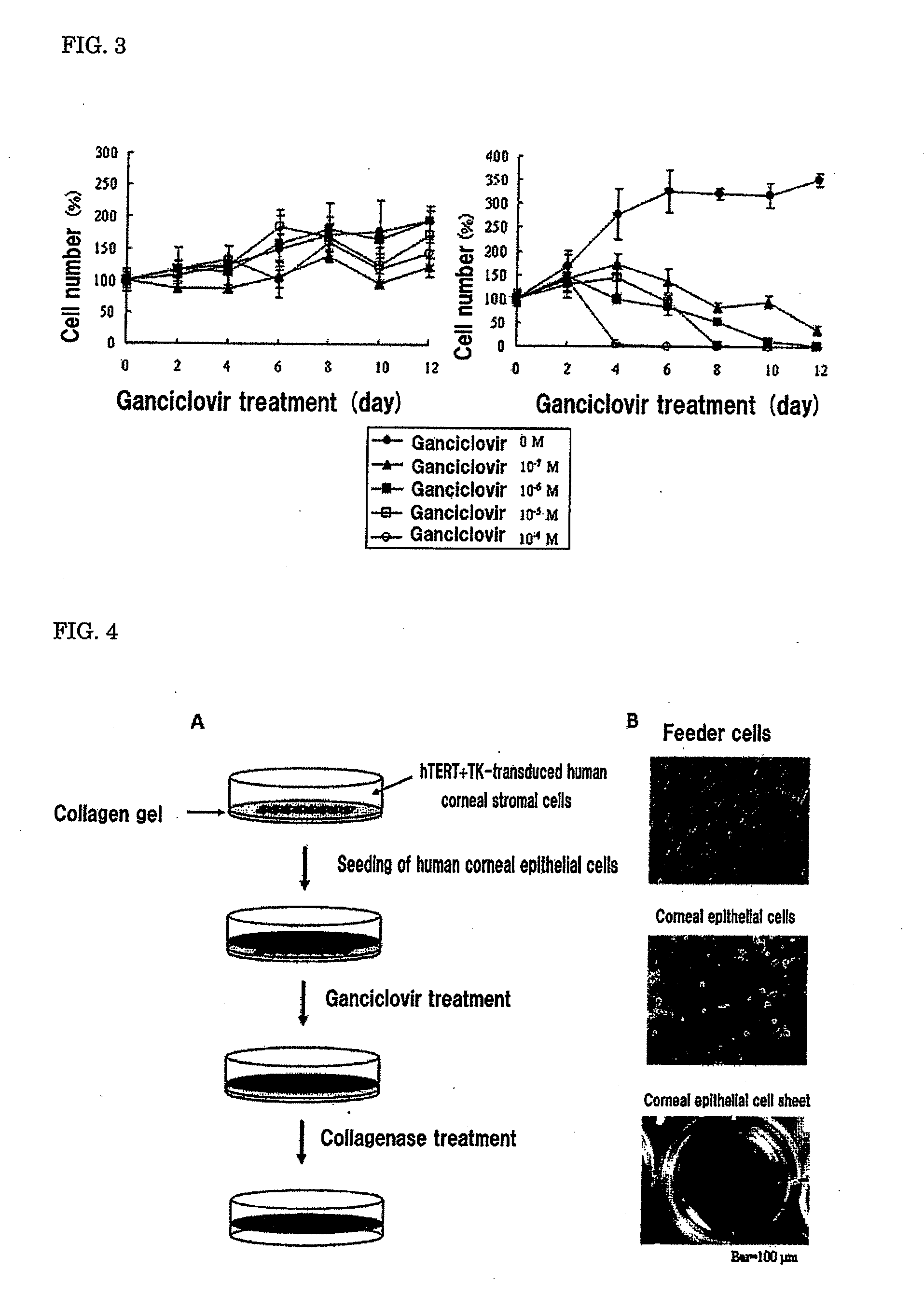 Feeder cells for target cell induction