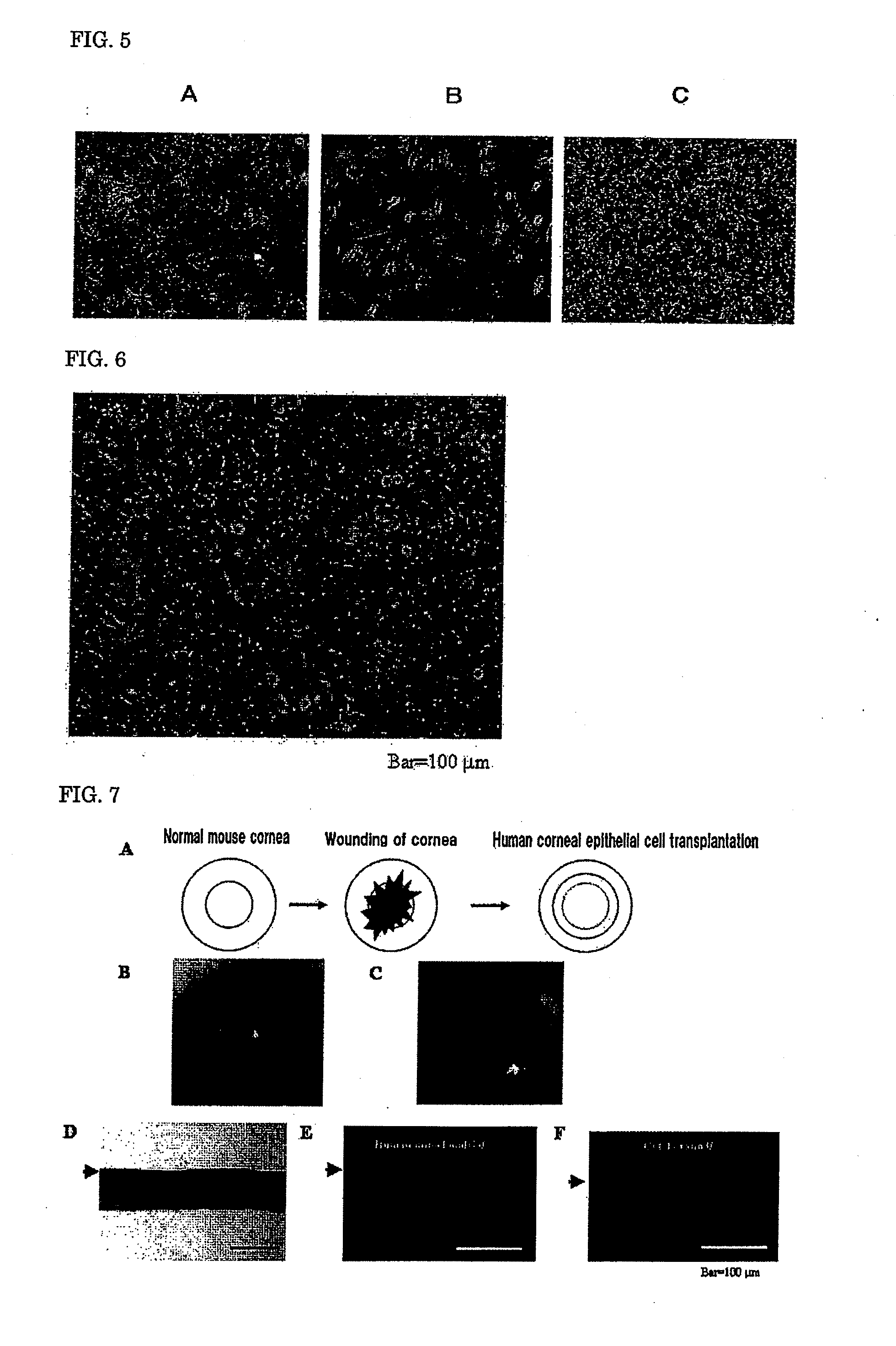 Feeder cells for target cell induction