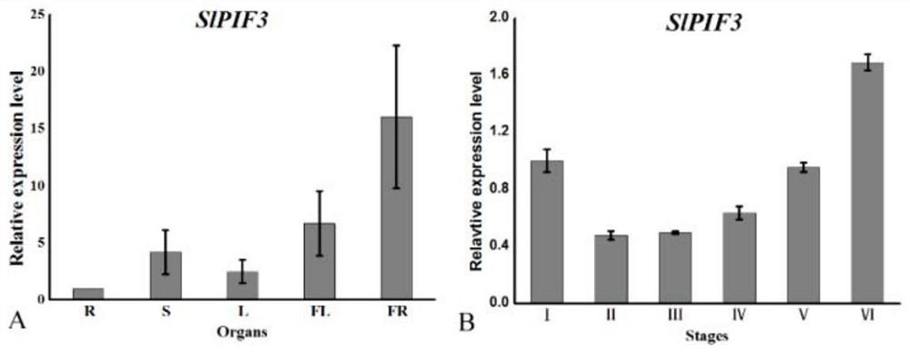 Using the slpif3 gene to create a regulated tomato nuclear male sterile line and its creation method and application