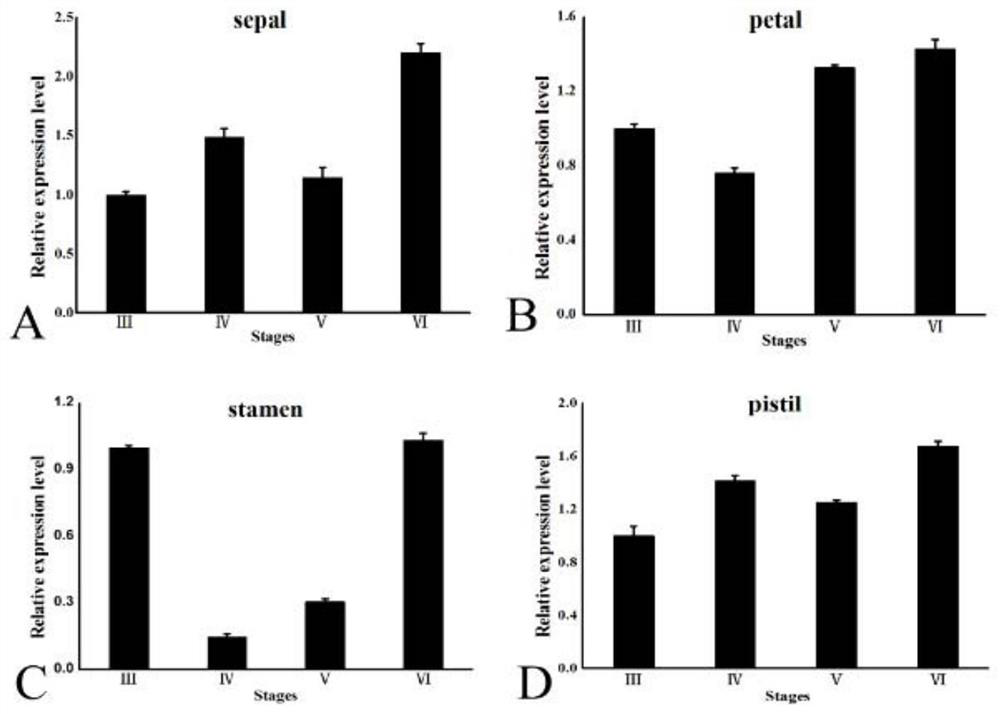 Using the slpif3 gene to create a regulated tomato nuclear male sterile line and its creation method and application