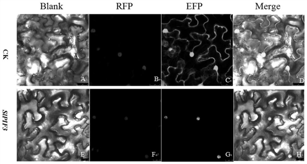 Using the slpif3 gene to create a regulated tomato nuclear male sterile line and its creation method and application