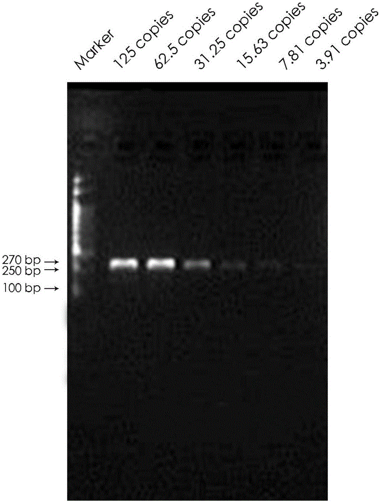 Primer set and kit for detecting mycoplasma, and method for detecting mycoplasma pollution