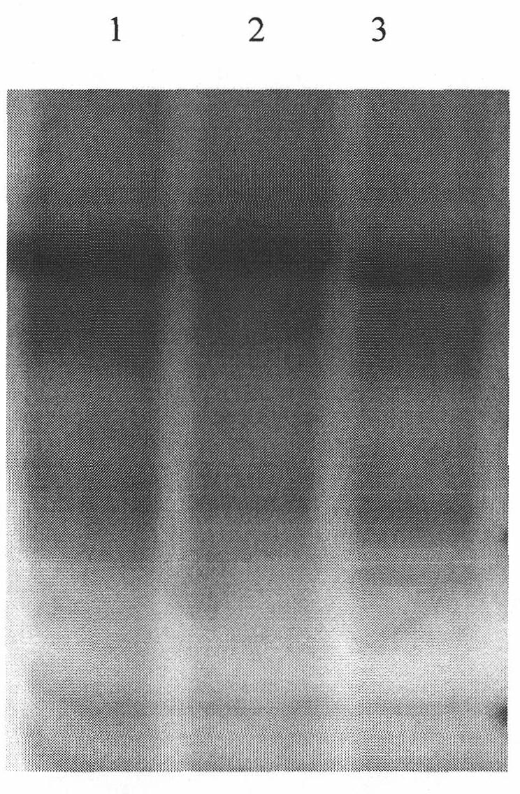 Heavy metal Cu&lt;2+&gt; complete antigen and preparation method thereof