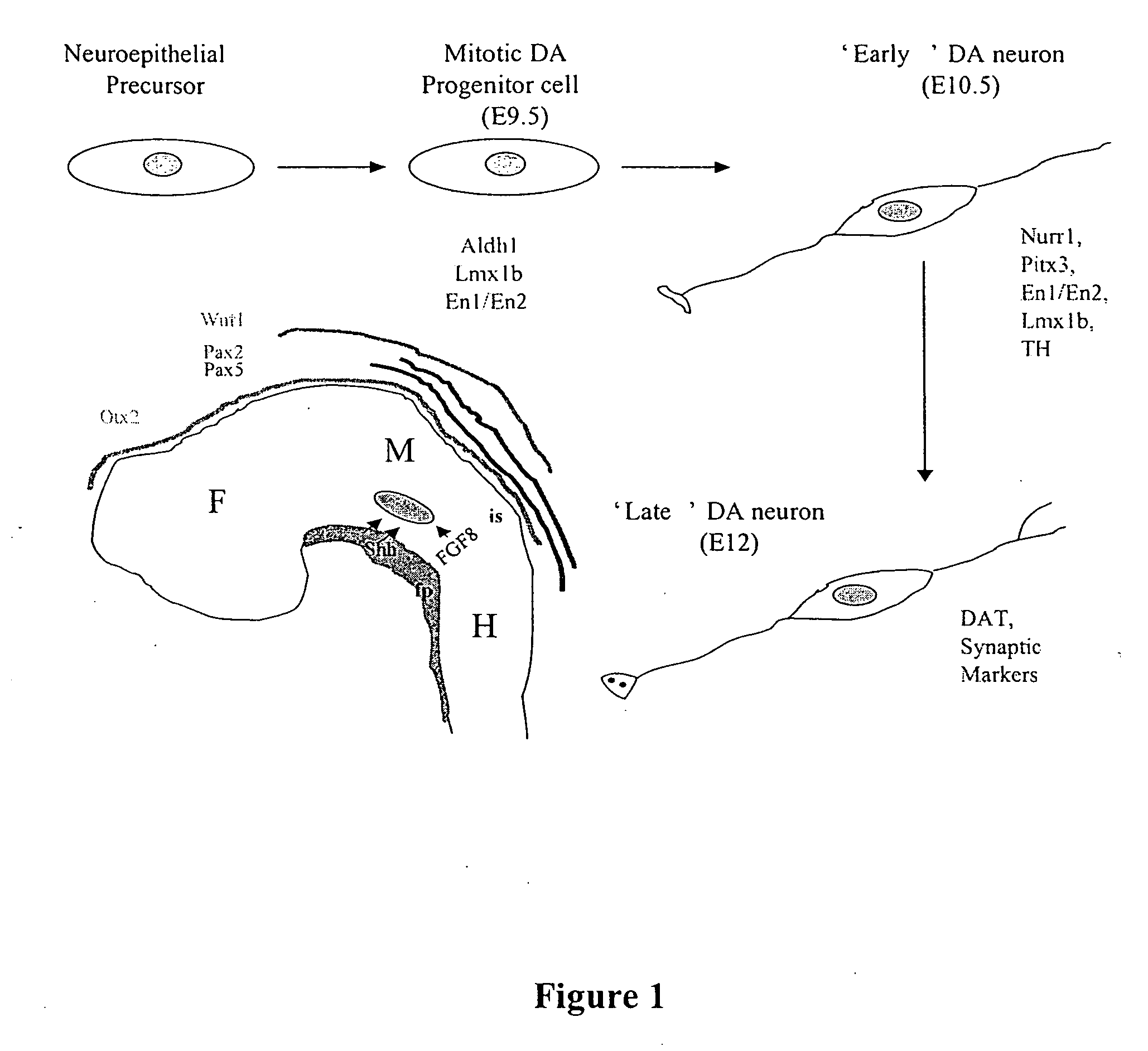 Cellular models of neuron-associated disorders and uses thereof