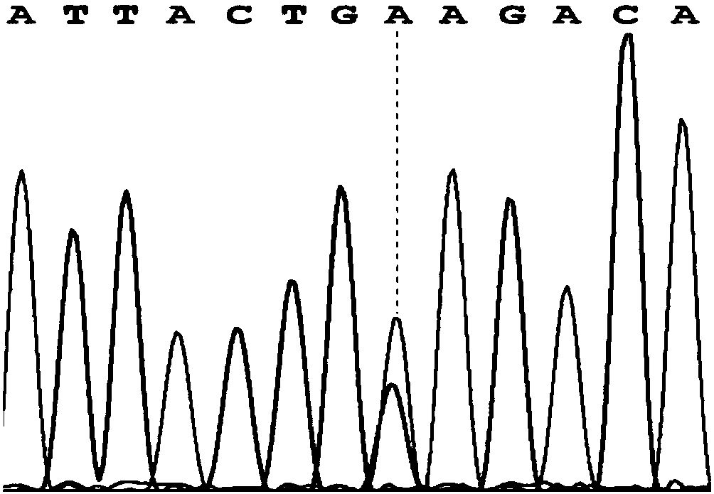 SNP locus related to lactation piglet diarrhea resistance or susceptibility, molecular marking detection and application