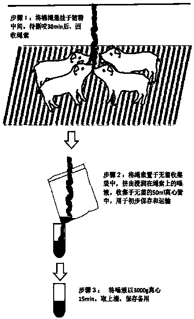 Method for detecting pseudorabies virus gB protein specific antibody in pig saliva