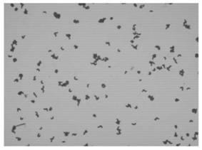 Method for preparing thallus protein extractum from bacterial residue of amino acid fermentation liquor