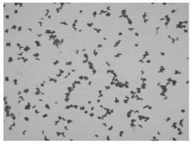 Method for preparing thallus protein extractum from bacterial residue of amino acid fermentation liquor