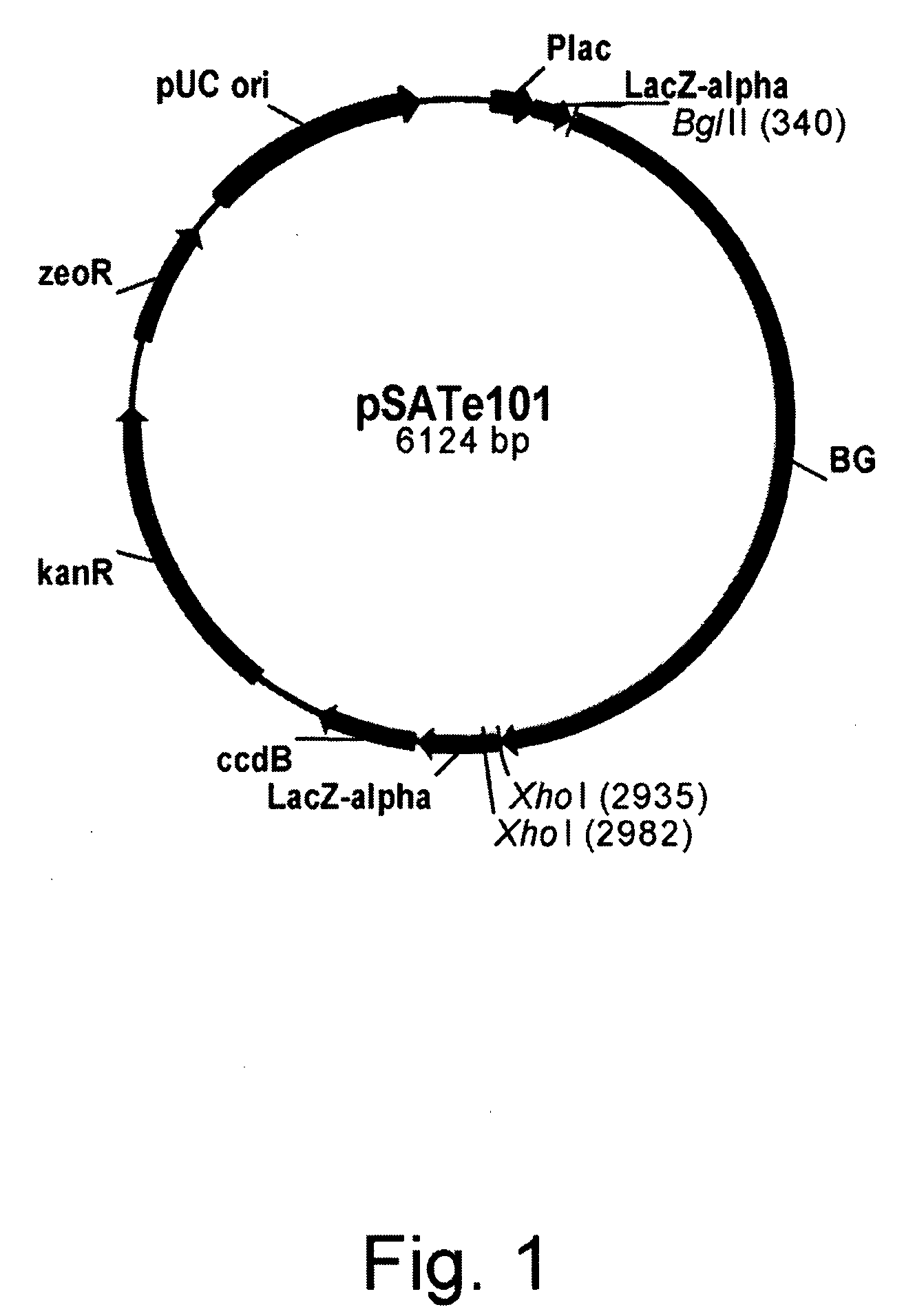 Variants of Beta-Glucosidase