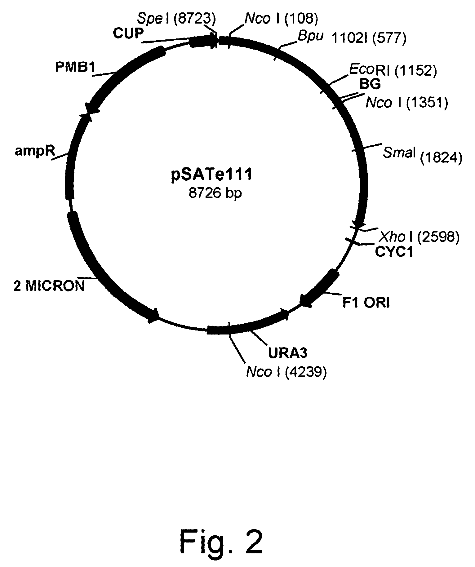 Variants of Beta-Glucosidase